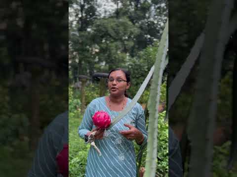 ഒറിഗോണ ആദ്യത്തെ വിളവെടുപ്പ് | Dragon fruit harvesting | Kerala | India