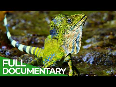 Wildest Indochina | Episode 2: Malaysia - Freaks of Nature | Free Documentary Nature