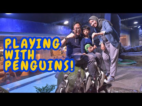 Feeding Penguins at Jakarta Aquarium