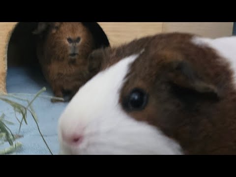 Guinea pig girls are too cute!!!