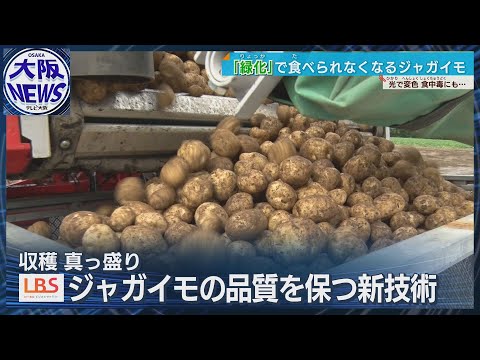 【その名もポテライト】変色防ぐ秘密兵器⁉ジャガイモの廃棄が２割減少【LBS】ローカルビジネスサテライト