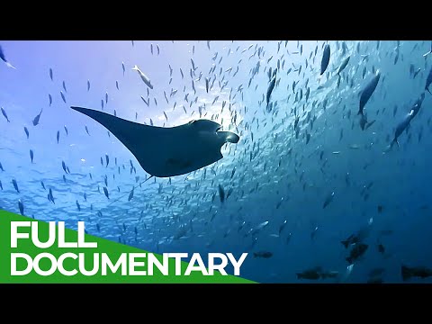 The Gulf Stream - Earth's Lifeline | Part 2: Azores to the Arctic Circle | Free Documentary Nature