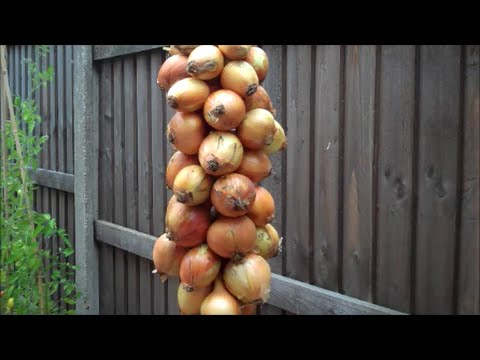 How to Store and String Onions