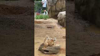 Meerkat  Love #animals