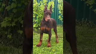 #doberman #dobermanpinscher #puppies #dobermanpuppy #dogs #dogsofinstagram #canecorso #doglovers