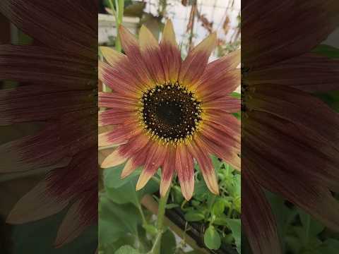 Happy strawberry blonde sunflower day #nature #organic ##flowers #flower #gardening