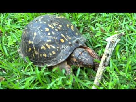 Turtle Eats Worm