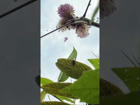 Flowers of the mountains #lifeinthemountains #bushcraft #flower