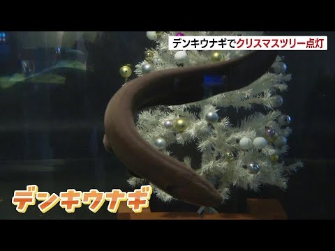 水槽の中から一足早く“メリークリスマス”デンキウナギの放電でがツリーが点灯　エサを食べるとより強く発光　札幌市厚別区・サンピアザ水族館