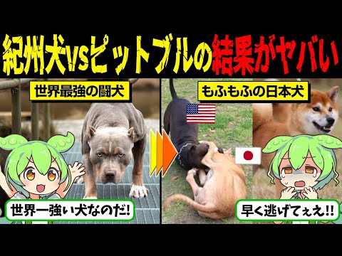 【特別な犬】老夫婦を襲ったピットブルが紀州犬に圧で負けてしまう…【ずんだもん＆ゆっくり解説】