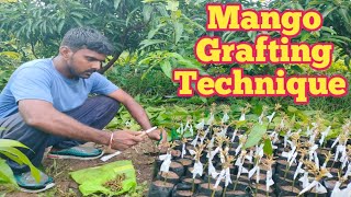 Mango Plants Grafting Technique | आम के पौधे ग्राफ्टिंग तकनीक