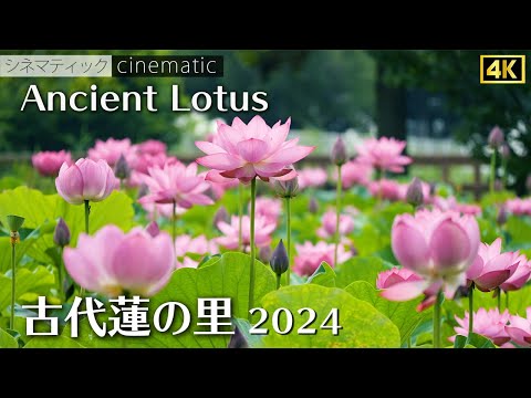 古代蓮の里　蓮の花が満開　埼玉　/  ancient lotus village　2024　シネマティック　cinematic 4K