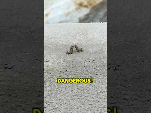 This TINY Worm Is So DANGEROUS 😨 #viral