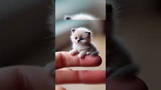 Cute Tiny Ragdoll on My Finger #cat #cute #cutenessoverload #cutecat #kitten #catlover #animals