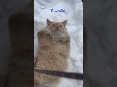 Cat Is Obsessed With Snow?! | Dodo Kids