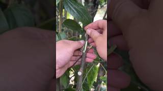 Unique grafting techniques #grafting #plants #tree #graftingtechniques #shorts