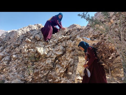 A single mother with a painful life: Going to the mountain to collect firewood.