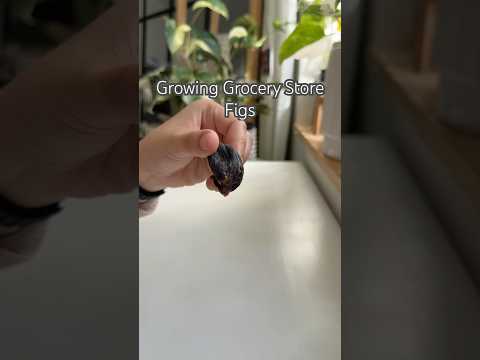 Growing Figs #shorts #garden #indoorplants #diy #houseplants #gardening #plants #experiment #figs