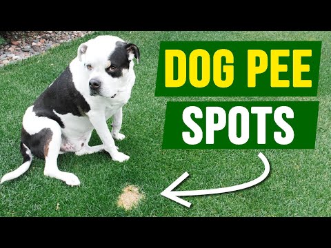 How to FIX Dog Pee Spots 100% of the Time!