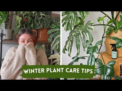 All you need to know // Winter Plant Care // New Zealand Edition