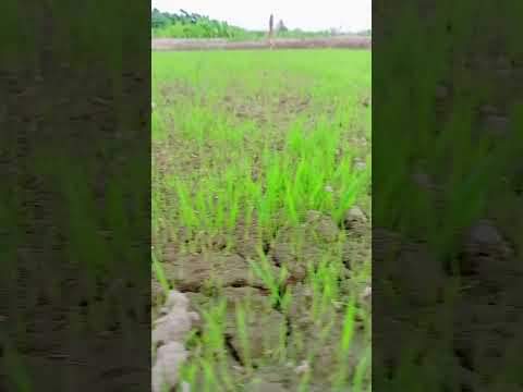 very beautiful baby plants of paddy #farming #crop