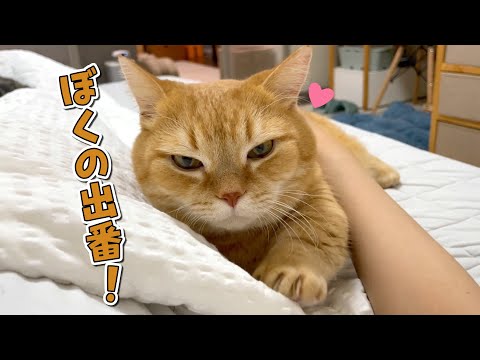 猫の添い寝が恋しい季節がやってきました！