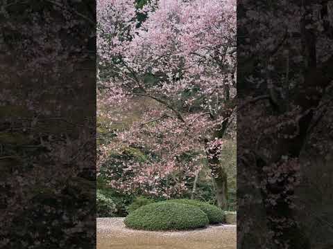 Sakura Blooming in Kawagoe Japan on April 1 2024 #sakura2024