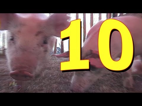 1 little 2 little 3 little Piggies Count to 10 Barnyard Counting sing-along song |  James Coffey