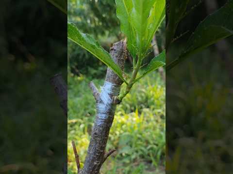 Bud grafting in peach tree successful method #grafting