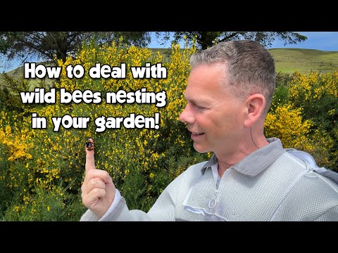 Do this ONE THING to save our bees! 🐝