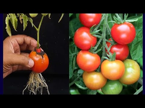 Growing peppers with for tomato at home |grafting |Grow Plants #zkgreen #growfruit #viral