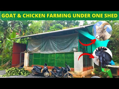 Amazing Integrate Goat and Chicken Farming tour | Combined Goat & Chicken Farm Model