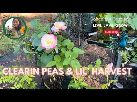 Peas Out & Got Onions? 🤔🌱🤗 | WA Zone 8b Garden Vlog