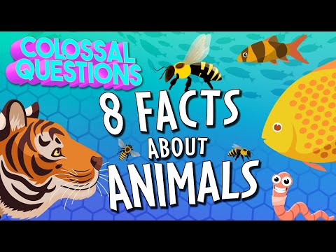 Everything You Ever Wanted to Know About Animals!! (8 Questions Answered) | COLOSSAL QUESTIONS