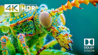 Best of 4K HDR 60fps Dolby Vision (4K Video) ULTRA HD #4k #4khdr