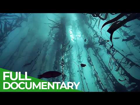 The Big Blue - Ocean Stories from Down Under | Episode 4 | Free Documentary Nature