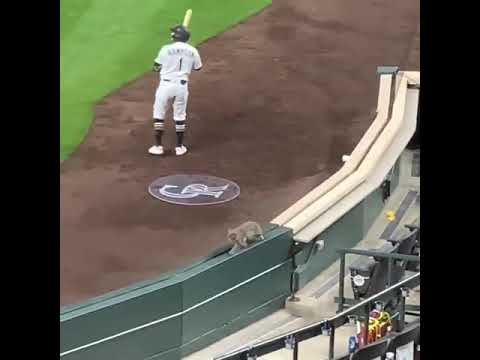 Cat making its way onto Coors Field