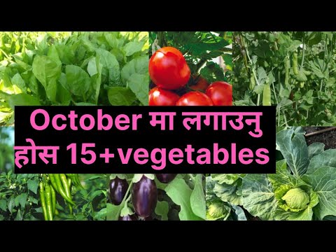 October मा लगाउनु होस 15+ vegetables।Which vegetable plant in October?