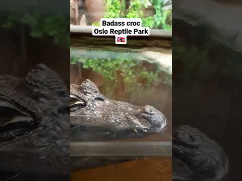 A mean looking croc at the Oslo Reptile Park NO #shorts #oslo