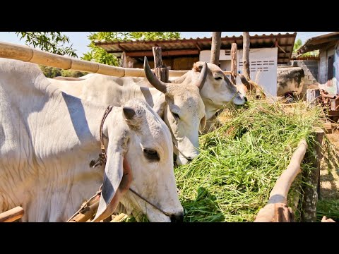 Look closely the cow eating grass video – You Won't Believe Your Eyes!