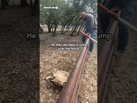 Amazing Man Rescues Tortoise