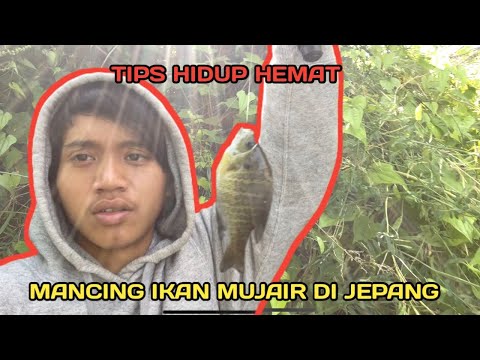 TERNYATA IKAN MUJAIR SAMPAI JEPANG !! Mancing di jepang