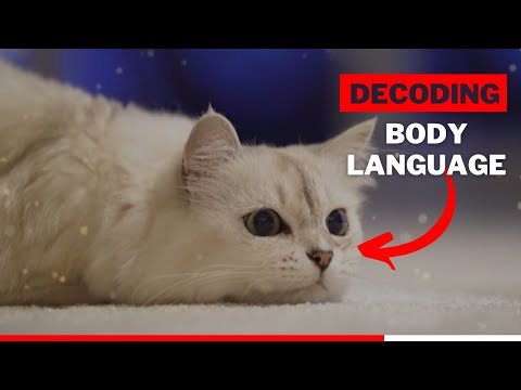 Decoding Your Cat's Body Language - Understand Your Feline's Feelings!