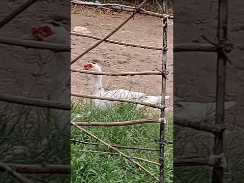 Ducks are enjoying grass #Ducks