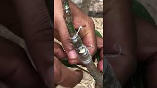 Easy V Cut Grafting for Mango Trees EP105  #mango #mangotree