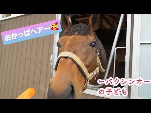 ウマ娘の仔やあのG1馬も！？貴重なニンジンふれあい体験