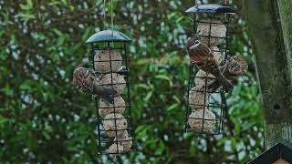 Birds in a danish winter garden 2023 January 23