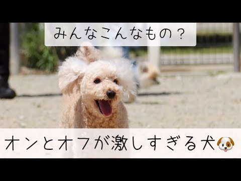 本能はどこへ？【オンとオフの差が激しい犬】