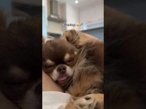 Sleepy Dog's Snore Will Make Your Day 🥹💤 // Please confirm if it indeed made you smile 🤭