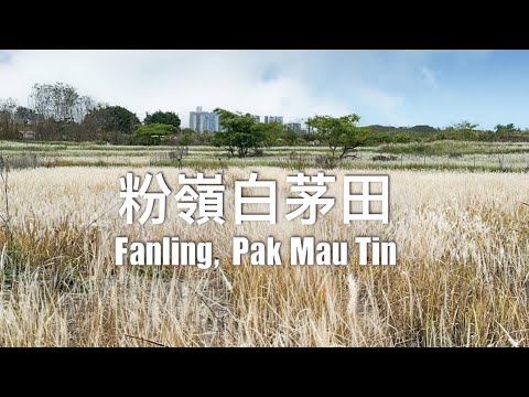 【香港好去處】粉嶺白茅田 - 夢幻白茅田另類花海｜詳細路線介紹 // Pak Mau Tin - Lalang Grass field in Fanling｜We4 Travel